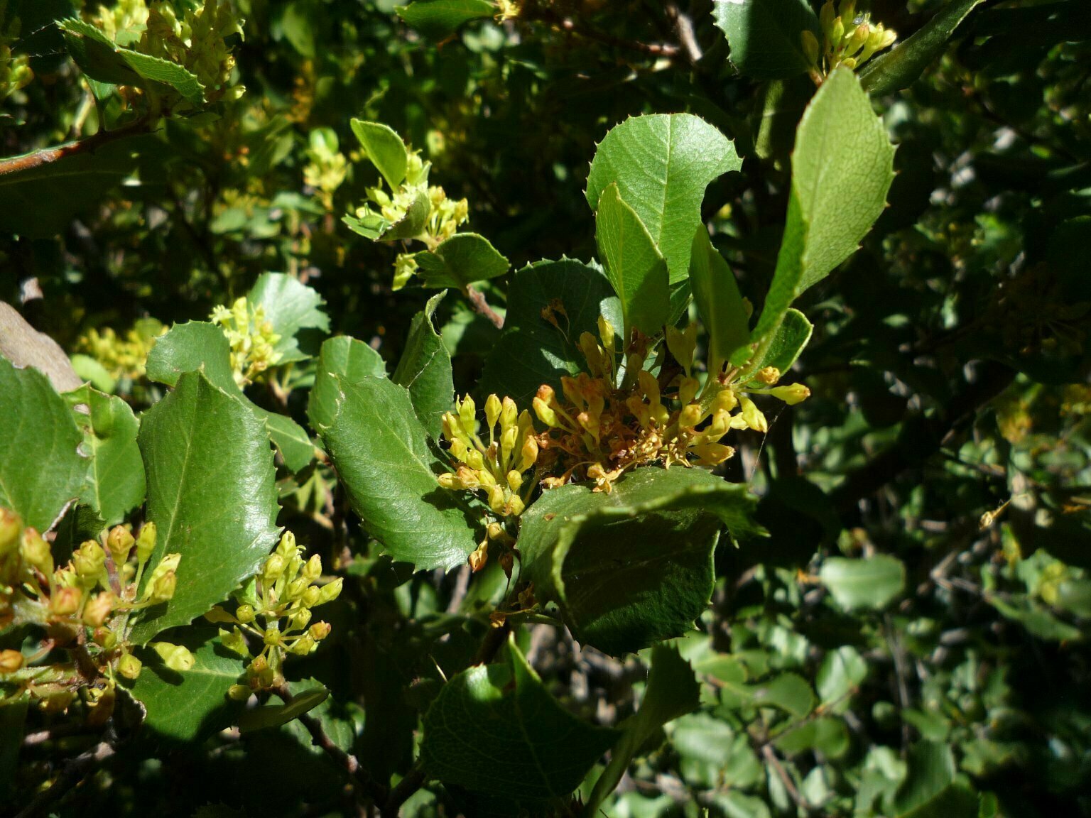High Resolution Rhamnus ilicifolia Bud